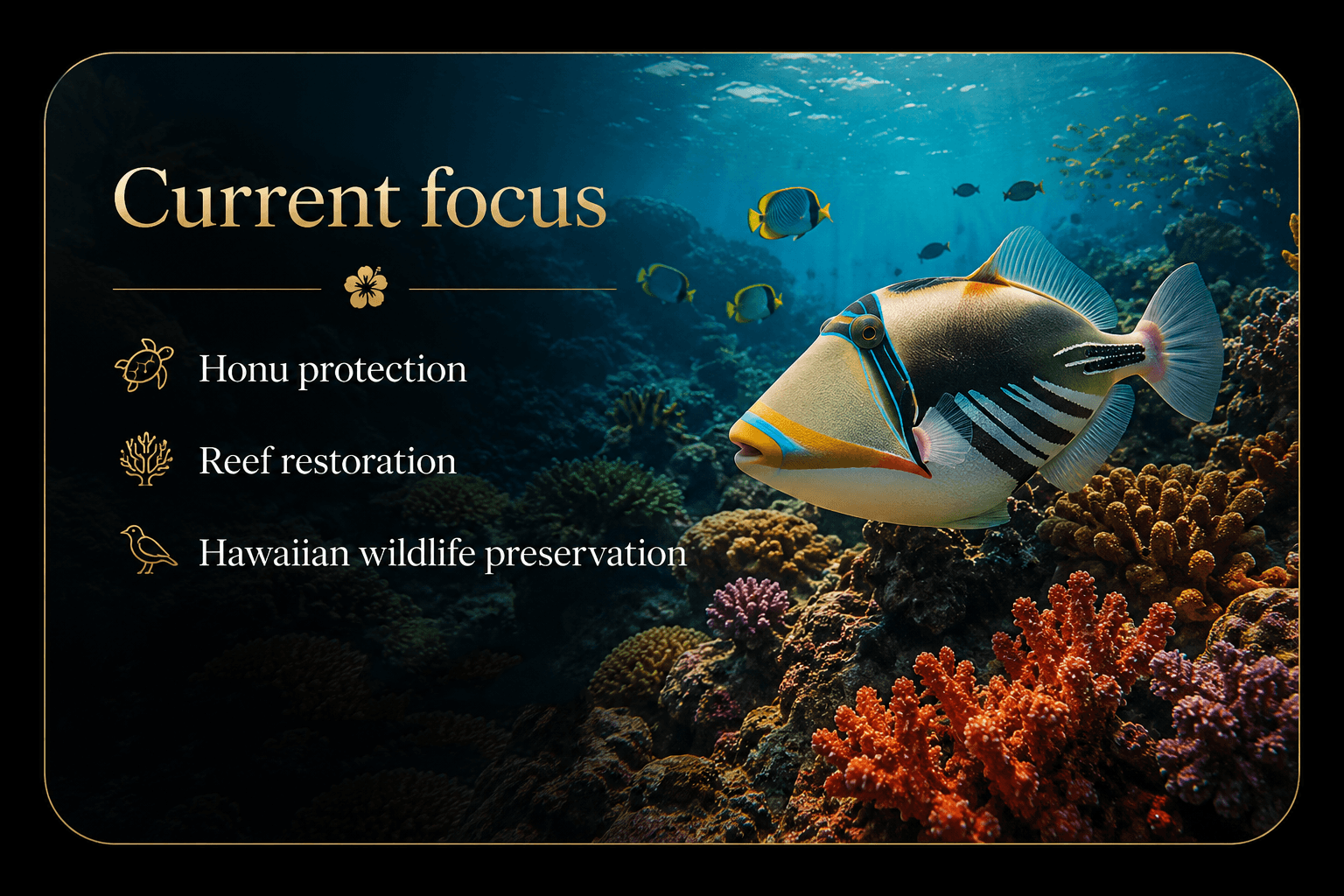 Current focus — honu protection, reef restoration, and Hawaiian wildlife preservation